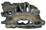 Mammoth Molar Slice With Case - South Carolina #291166-1